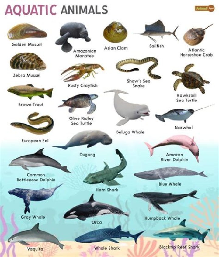 Do Betta Fish Sleep? Unveiling the Resting Habits of These Stunning Aquatic Creatures