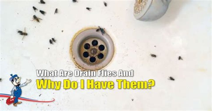 Do Flies Sleep? Unveiling the Resting Habits of These Tiny Creatures