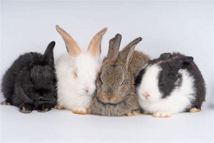 Do Rabbits Sleep? Unveiling the Secrets Behind Bunny Naps