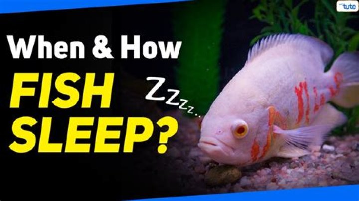 How Do Fish Sleep? The Fascinating World of Fish Rest and Recovery