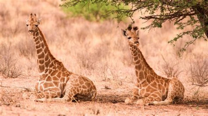 How Long Do Giraffes Sleep: Unlocking the Secrets of Their Resting Habits