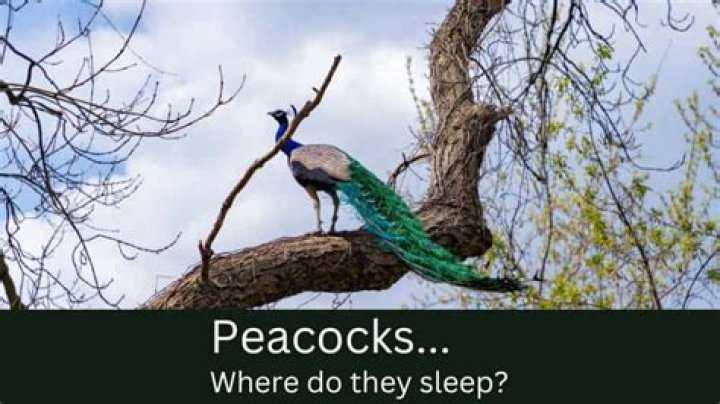 Where Do Peacocks Sleep? Unveiling Their Nocturnal Secrets
